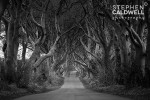 Dark Hedges