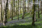 Portglenone Bluebells