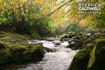 Tollymore Forest Park