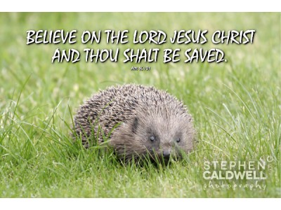 Animals: Hedgehog - Hebrews 13v6