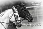 Animals: Horses - Acts 16v31
